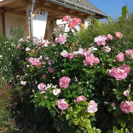Rozsadomb Apartmán
